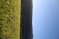 IMG_4297.JPG